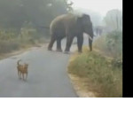 Смелый пёс вынудил слона покинуть деревню в Индии (Видео)