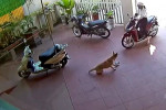 Собака вернула потерянные деньги мотоциклистке во Вьетнаме (Видео)