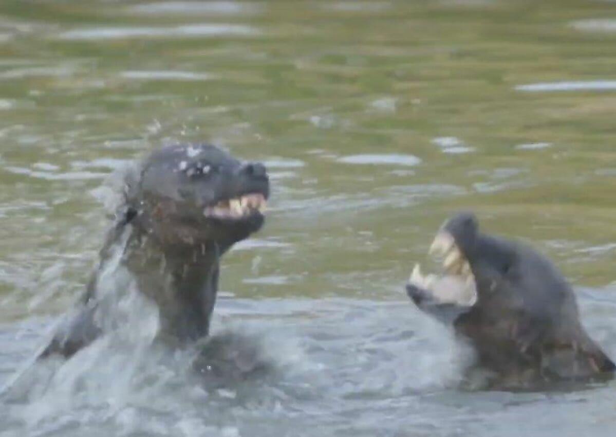 Сражение двух гиен, подравшихся в реке, попало на видео в ЮАР
