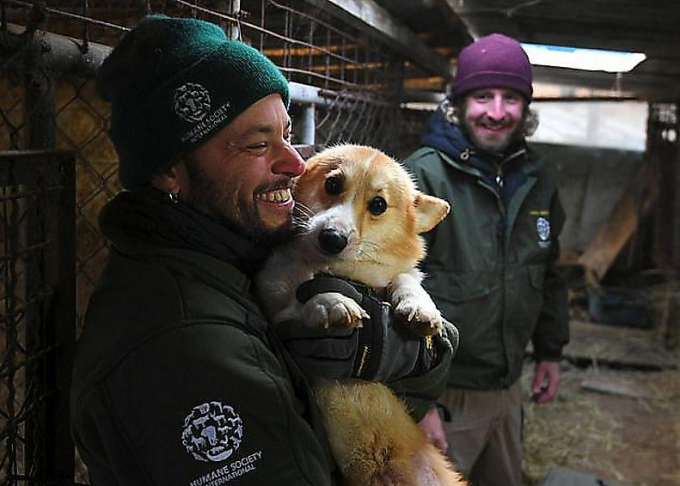 Зоозащитники освободили 200 собак, содержавшихся в ужасных условиях на ферме в Южной Корее ▶