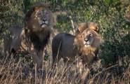 Кенийский политик требует изолировать двух львов, сменивших ориентацию в заповеднике Масаи-Мара. 2
