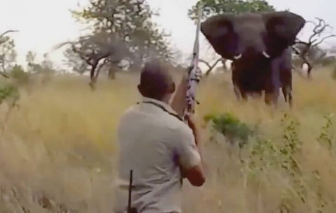 Дикий слон напал на туристов в африканском парке дикой природы (Видео)