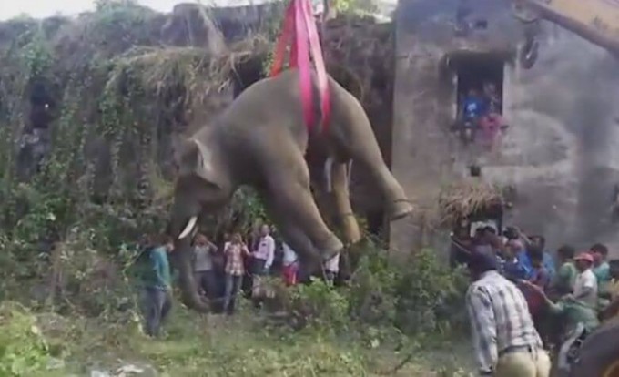 Два слона, вызвавшие панику среди жителей деревни, были эвакуированы при помощи крана в Индии (Видео)