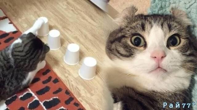Кошка - «напёрсточница» покорила интернет в Японии. (Видео)