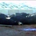 Десятки коров погибли, выпав из перевернувшегося трейлера на эстакаде в США. (Видео) 0