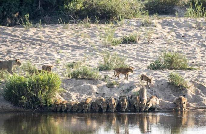 Двадцать львов, выстроившись в цепочку, утолили жажду в южноафриканском парке Крюгера. (Видео)