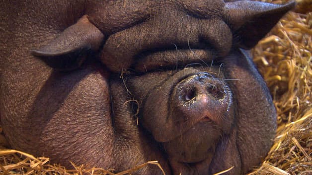 В США посадили на диету сильно разжиревшую свинью. (Видео)