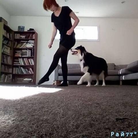 Американка обучила свою собаку ирландскому танцу. (Видео)