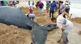 Несколько десятков человек приняли участие в спасении детёныша горбатого кита, выброшенного на берег в Бразилии (Видео) 5