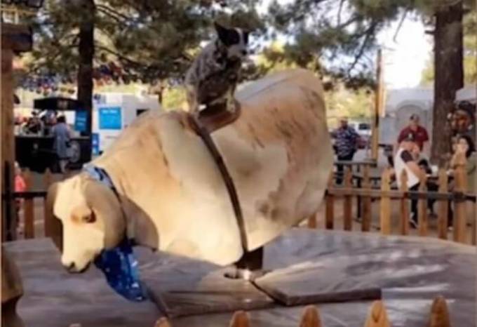 Собака «объездила» быка в парке аттракционов в Калифорнии. (Видео)