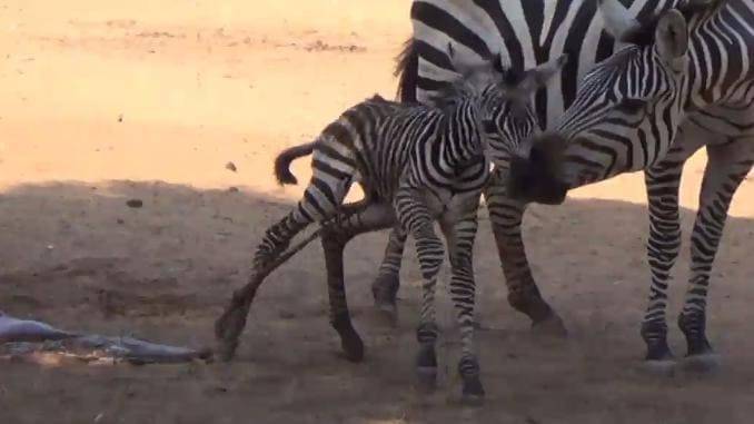 Новорождённая зебра сделала первые шаги в сафари - парке Израиля. (Видео)