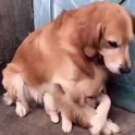 Собака продемонстрировала, как будет защищать своего щенка от опасности. (Видео)