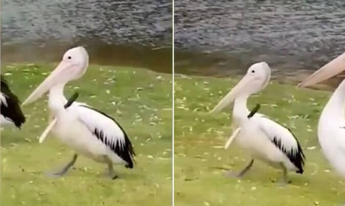 «Вооружённый» пеликан был замечен в Западной Австралии (Видео)