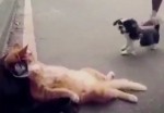 Вальяжный кот, отдыхающий на обочине дороги, проигнорировал собаку, нарушившую его покой (Видео)