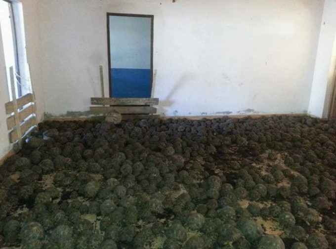 10976 лучистых черепах были обнаружены в особняке на Мадагаскаре
