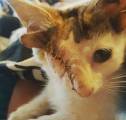 Одноглазого котёнка, с четырьмя ушами, спасли в Австралии (Видео) 2