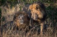 Кенийский политик требует изолировать двух львов, сменивших ориентацию в заповеднике Масаи-Мара. 3