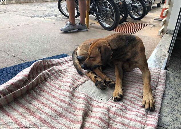 Собака четыре месяца дежурит возле больницы в Бразилии, дожидаясь своего хозяина