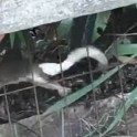 Крольчиха мать отбила своего детёныша у змеи на ферме в Огайо. (Видео)