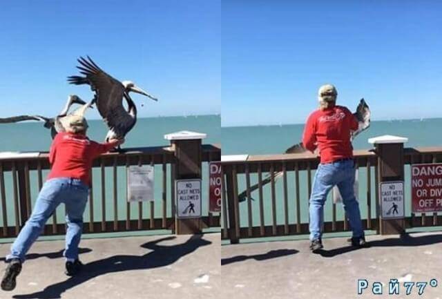 Мужчина поймал пеликана, находящегося в затруднительном положении из за намотавшейся на его клюв лески.