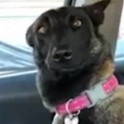 Собака испытала шок, узнав о пополнении в семействе. (Видео)
