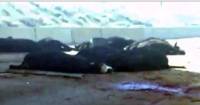 Десятки коров погибли, выпав из перевернувшегося трейлера на эстакаде в США. (Видео) 0