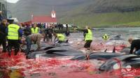 ШОК*! Десятки дельфинов жестоко убили в рамках традиционной охоты на Фарерских островах. (Видео) 3