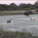 Антилопа, убегая от африканских собак, нашла убежище в водоёме с бегемотами в кенийском заповеднике (Видео)