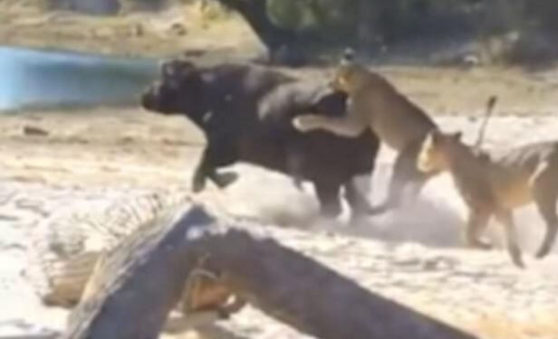 Буйволы отбили своего соплеменника у львов на глазах у туристов (Видео)