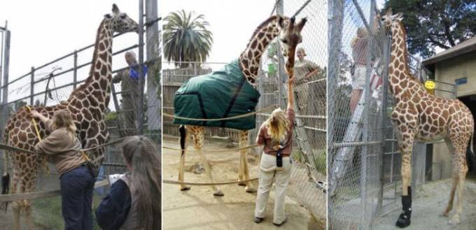 В зоопарке Окленда усыпили одного из самых старых жирафов в мире.
