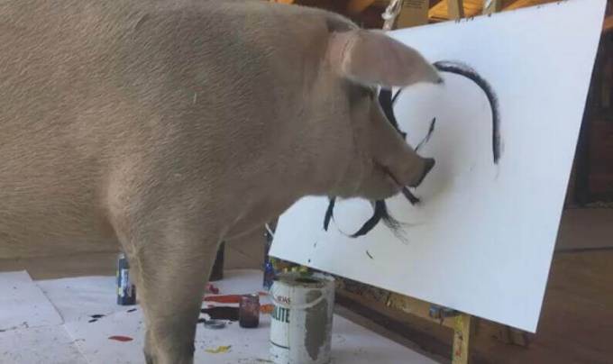 Свинья, спасённая от бойни, стала знаменитой художницей. (Видео)