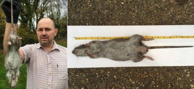 Крысолов поймал гигантского грызуна в частном доме в Британии. (Видео)