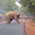 Фотография с противостоянием слонов и людей в Индии получила премию «Wildlife». (Видео)