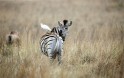 Цапли прокатились на зебрах в южноафриканском заповеднике 1