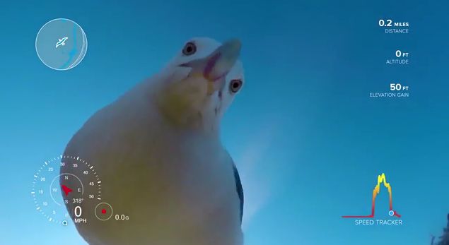 Наглая чайка стащила видеокамеру и запечатлела свой непродолжительный полёт (Видео)