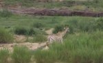 Жираф на протяжении 3.5 часов пытался вырваться из пасти крокодила в национальном парке Крюгера (Видео)
