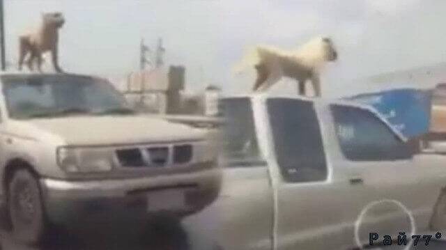 Смелая собака прокатилась на крыше внедорожника в Китае (Видео)