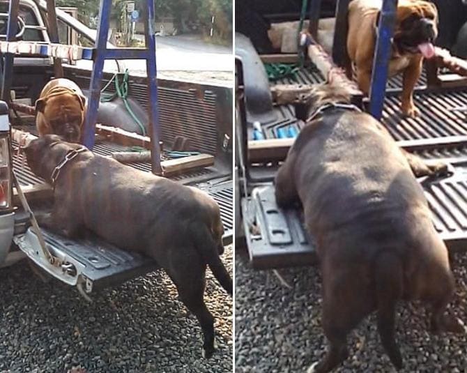 Толстый пёс застрял при попытке забраться в кузов пикапа в Тайланде. (Видео)