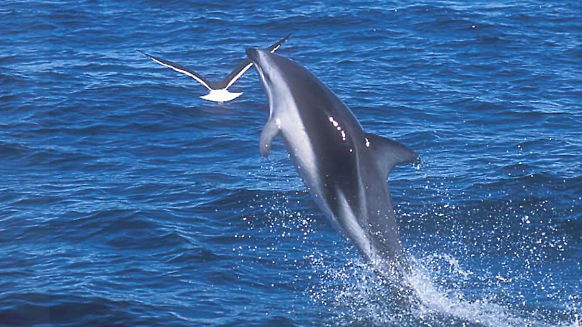 Дельфин, жонглируя рыбой, дразнил чайку и прославился в сети