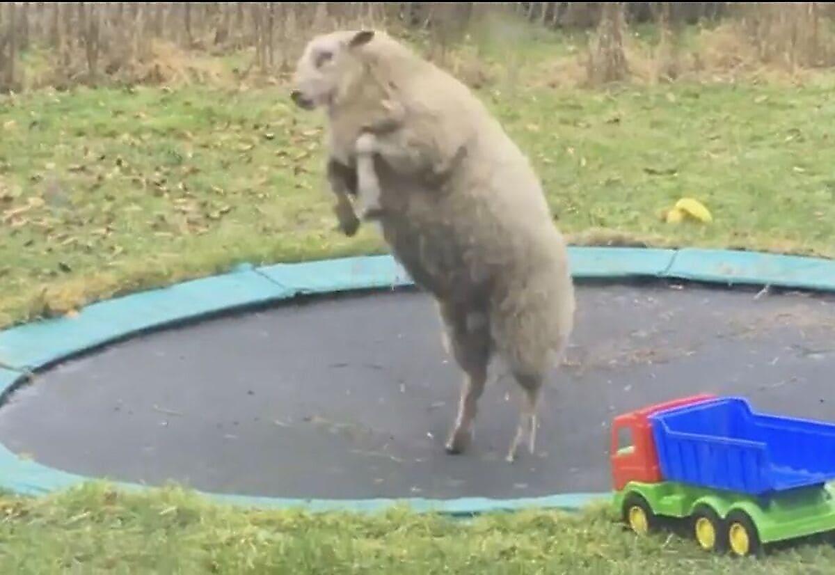 Овца, обнаружив батут во дворе дома, открыла для себя новый вид развлечений