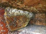 Пчелиный спасатель разобрал кирпичную стену жилища, чтобы ликвидировать «незаконный» улей (Видео) 5