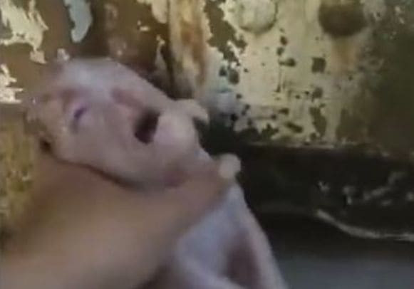 Поросёнок с человеческим лицом родился в Китае (Видео)
