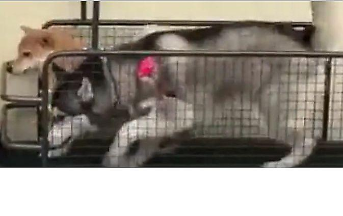 Пёс попытался догнать своего соплеменника на беговой дорожке (Видео)
