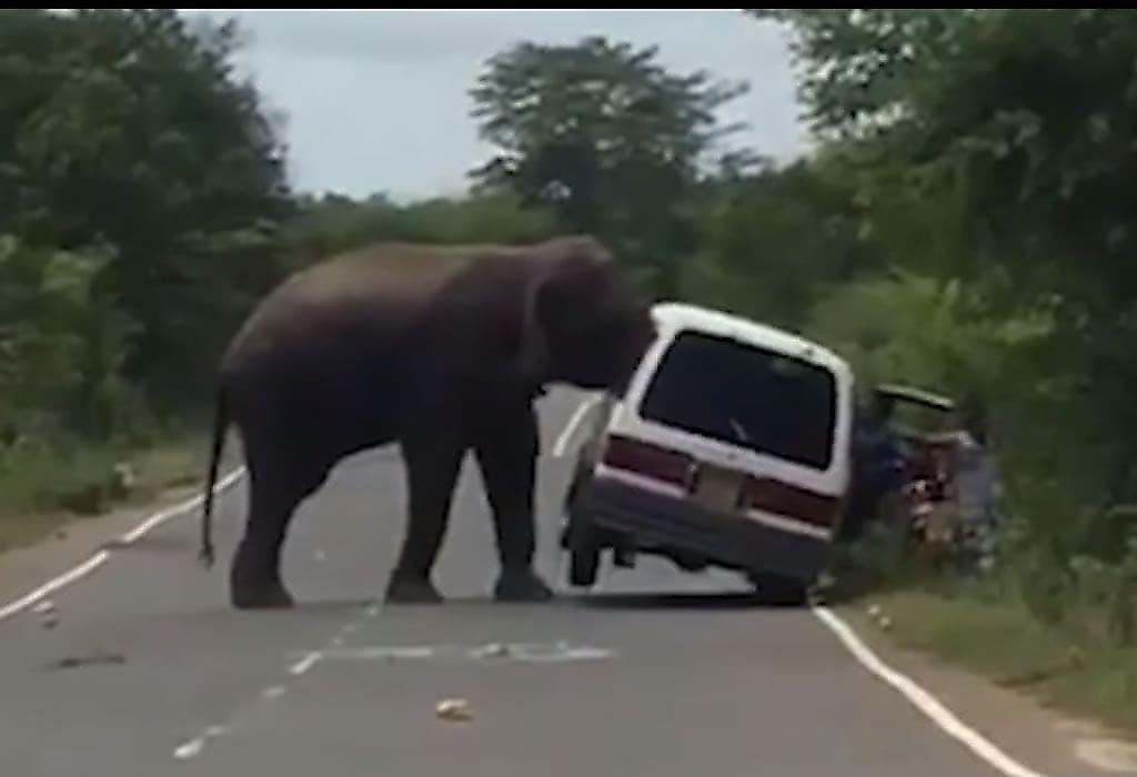 Слон в поисках пропитания заставил пассажиров покинуть фургон на Шри-Ланке