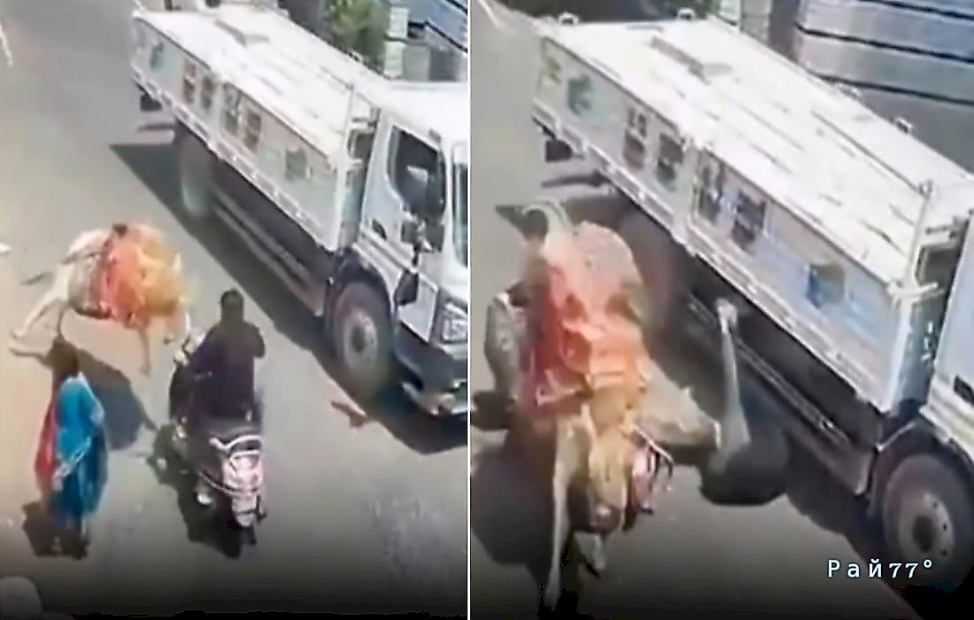 Бык отправил мотоциклиста под колёса грузовика и попал на видео в Индии