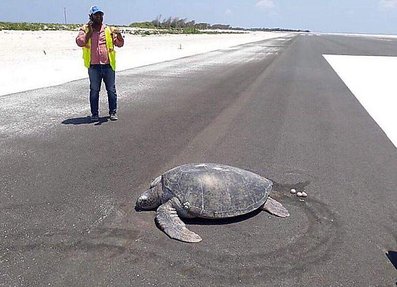 Черепаха не стала менять места гнездования и отложила яйца на недавно построенном аэродроме на Мальдивах