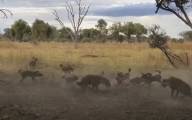 Гиены и дикие собаки не поделили тушу антилопы в африканском заповеднике (Видео)