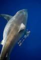 Гигантскую белую акулу привлекла туша кита у Гавайских островов ▶ 4