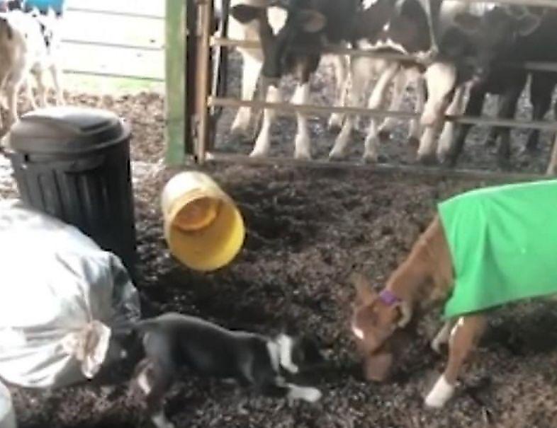 Коровы, стоя за забором, проследили за игрой телёнка с щенком ▶