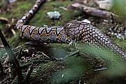 Кровожадная кобра пообедала питоном на глазах у туристов в Сингапуре 8